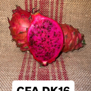 CFA DK16 (Graft)