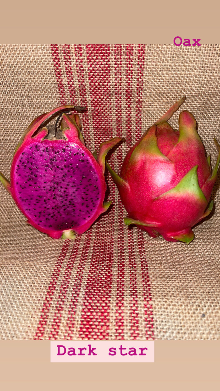 Dark star — rooted dragon fruit cutting from Oax Dragon Fruit Farm