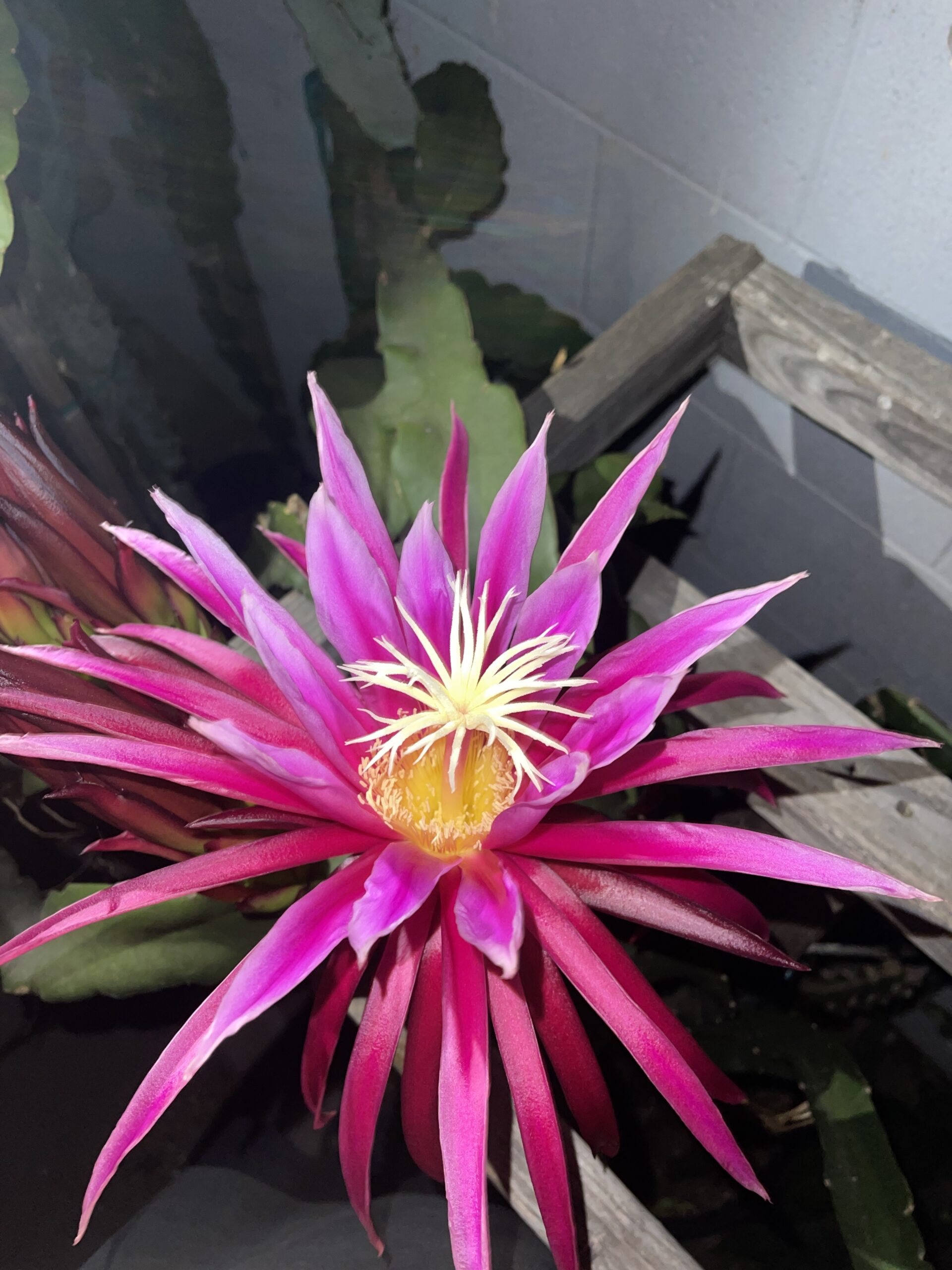 Bruni