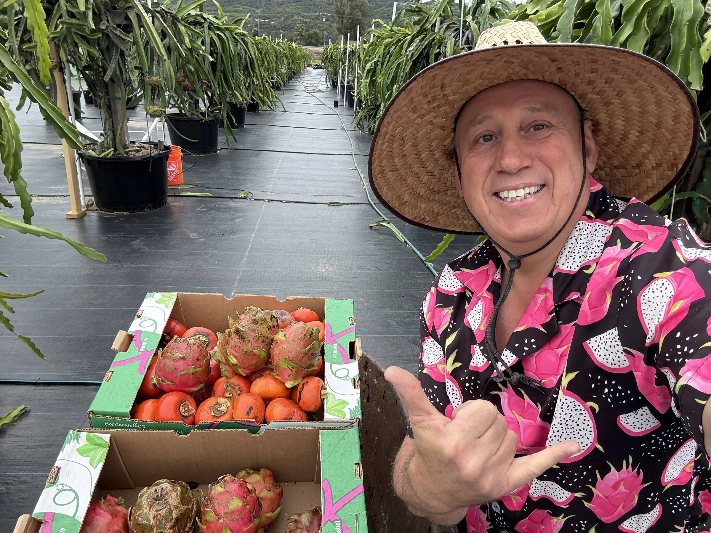 Shulman Dragon Fruit Orchard