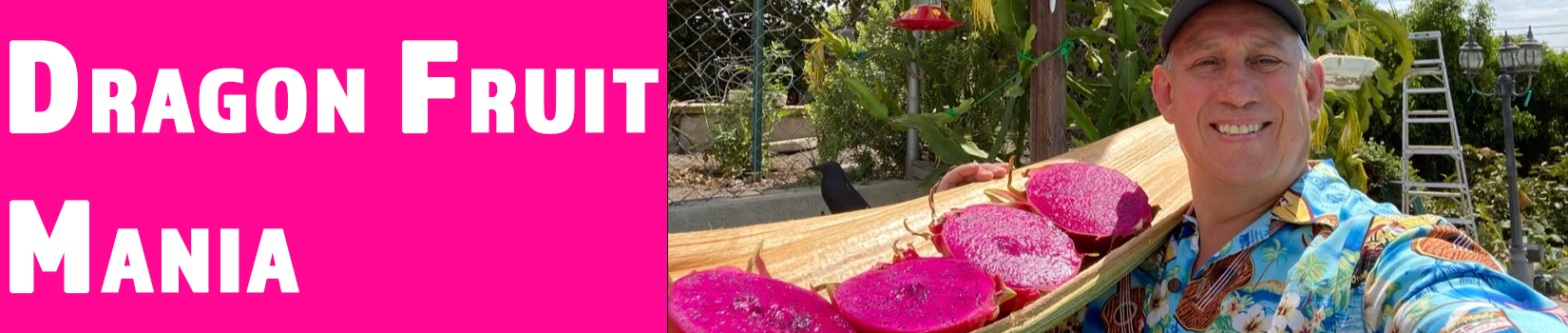 Shulman Dragon Fruit Orchard Shulman Dragon Fruit Orchard