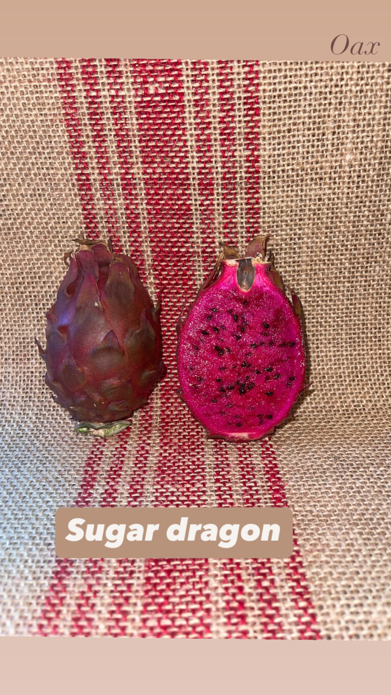 Sugar dragon (cutting) — dragon fruit cutting from Oax Dragon Fruit Farm