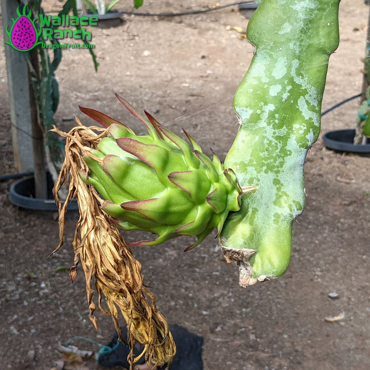 The Wallace Ranch Graft Hybrid Cutting - Image 4