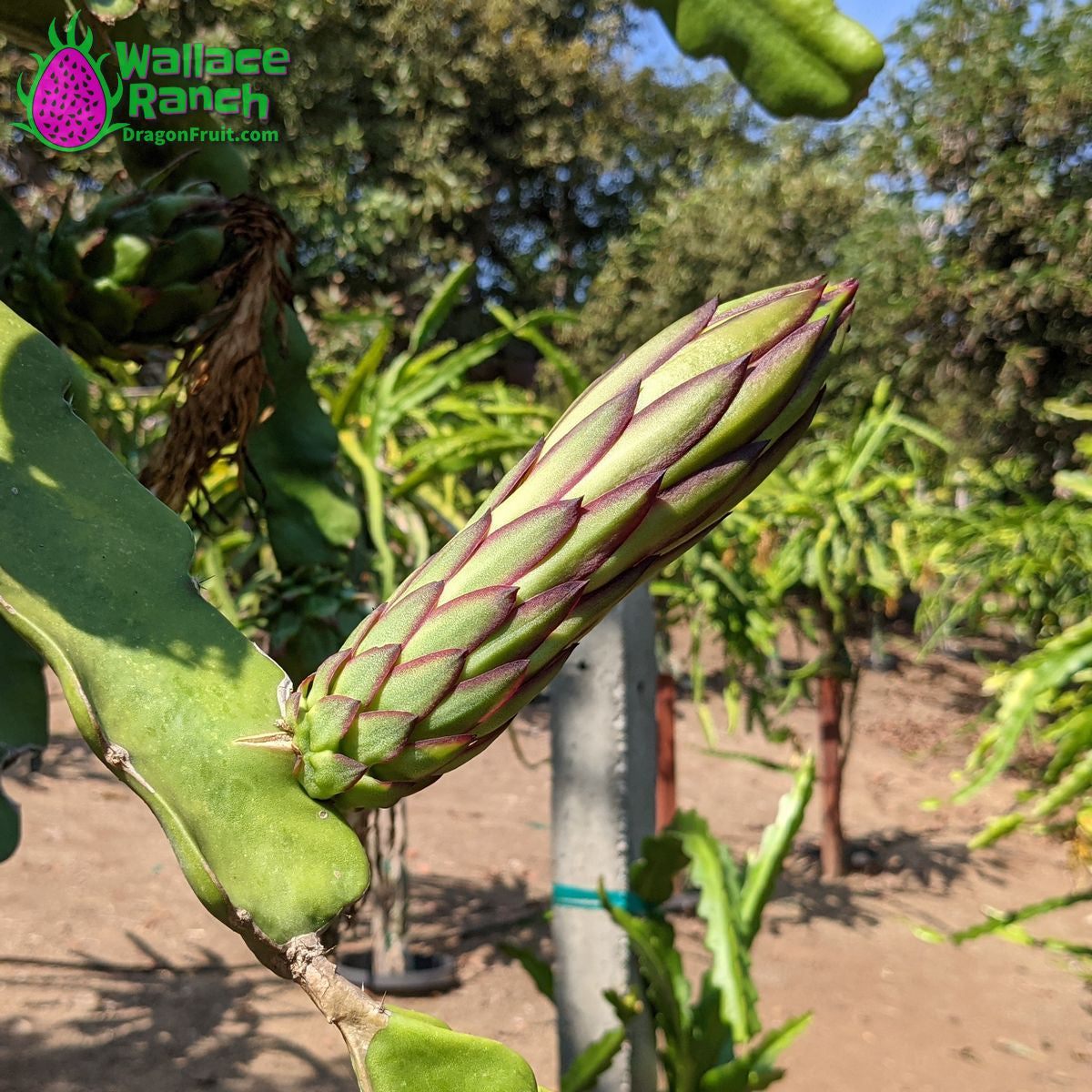 The Wallace Ranch Graft Hybrid Cutting - Image 6