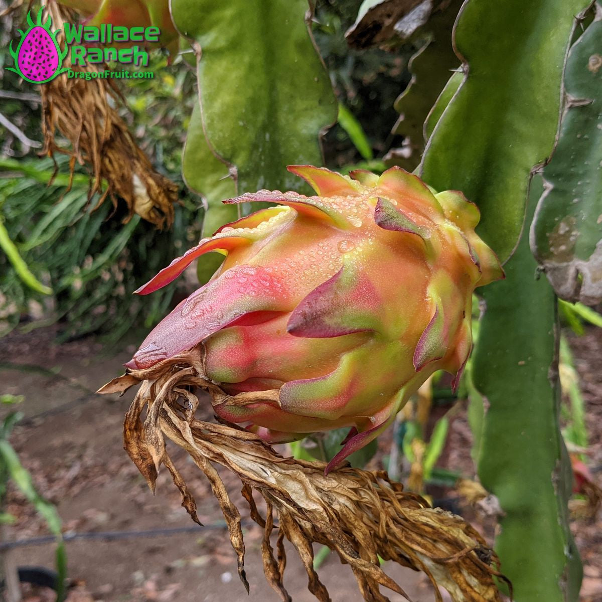 The Wallace Ranch Graft Hybrid Cutting - Image 2