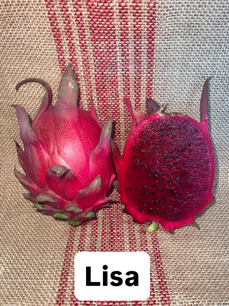 Lisa — rooted dragon fruit cutting from Oax Dragon Fruit Farm