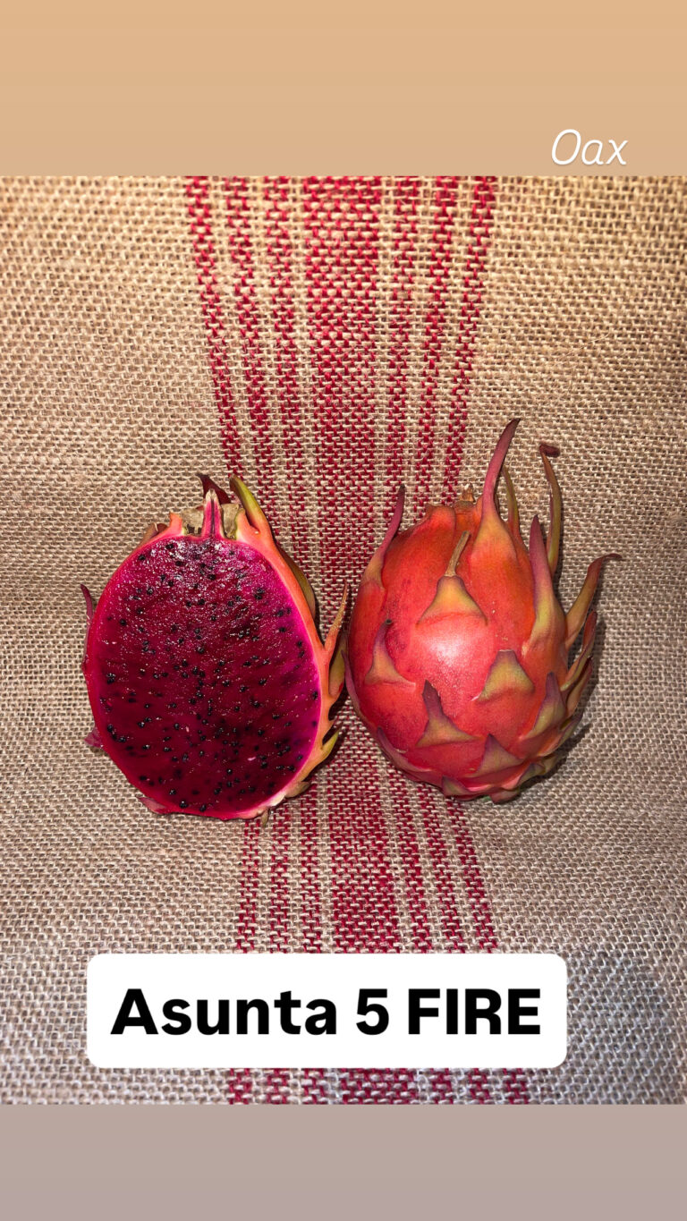 Asunta 5 Fire — rooted dragon fruit cutting from Oax Dragon Fruit Farm
