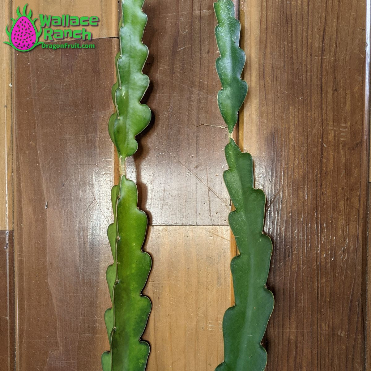 American Beauty Dragon Fruit