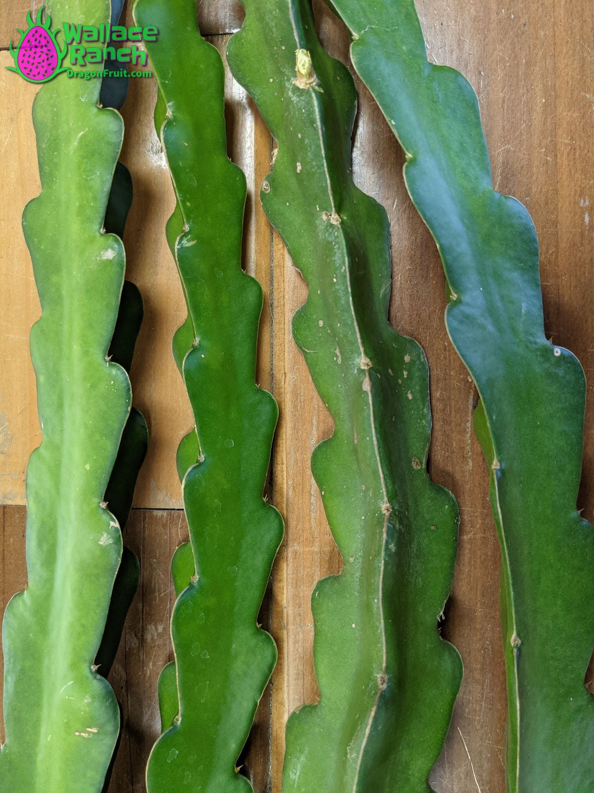 American Beauty Dragon Fruit