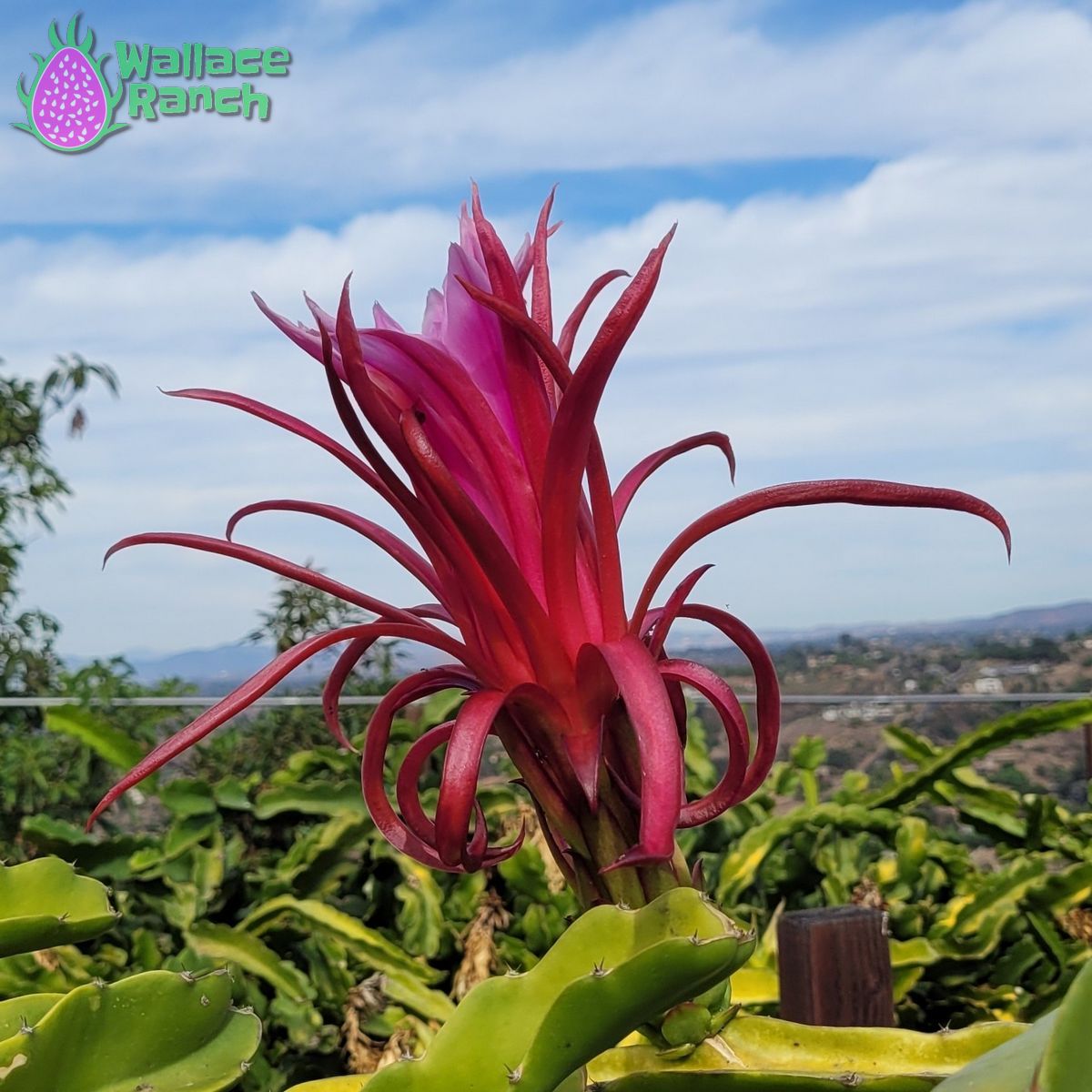 Ax Dragon Fruit Pitaya Pitahaya