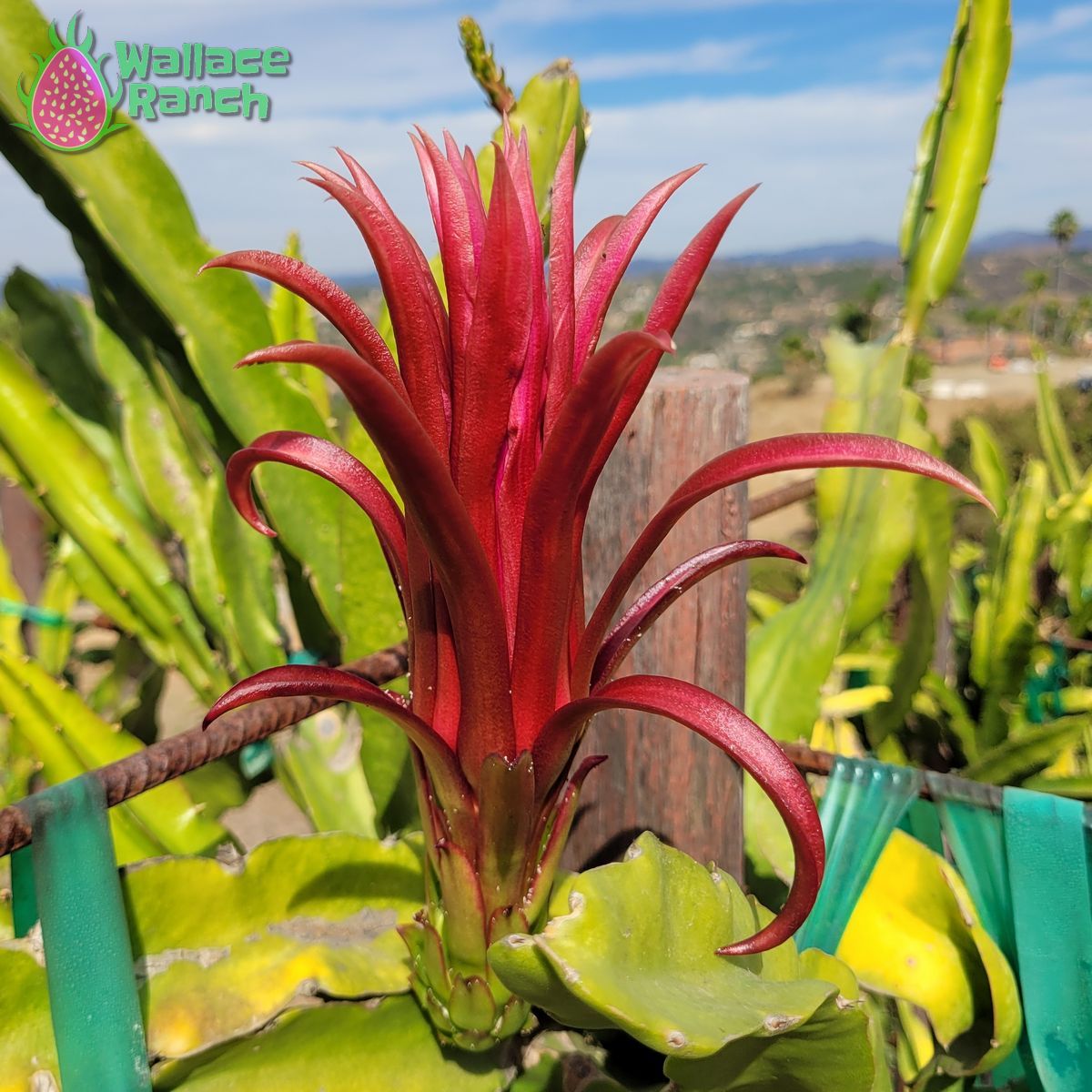 Ax Dragon Fruit Pitaya Pitahaya