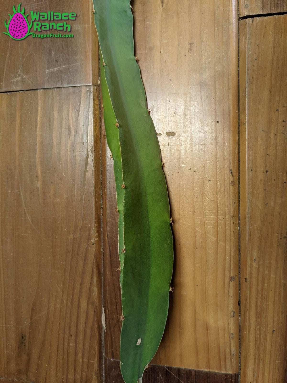 Ax Dragon Fruit