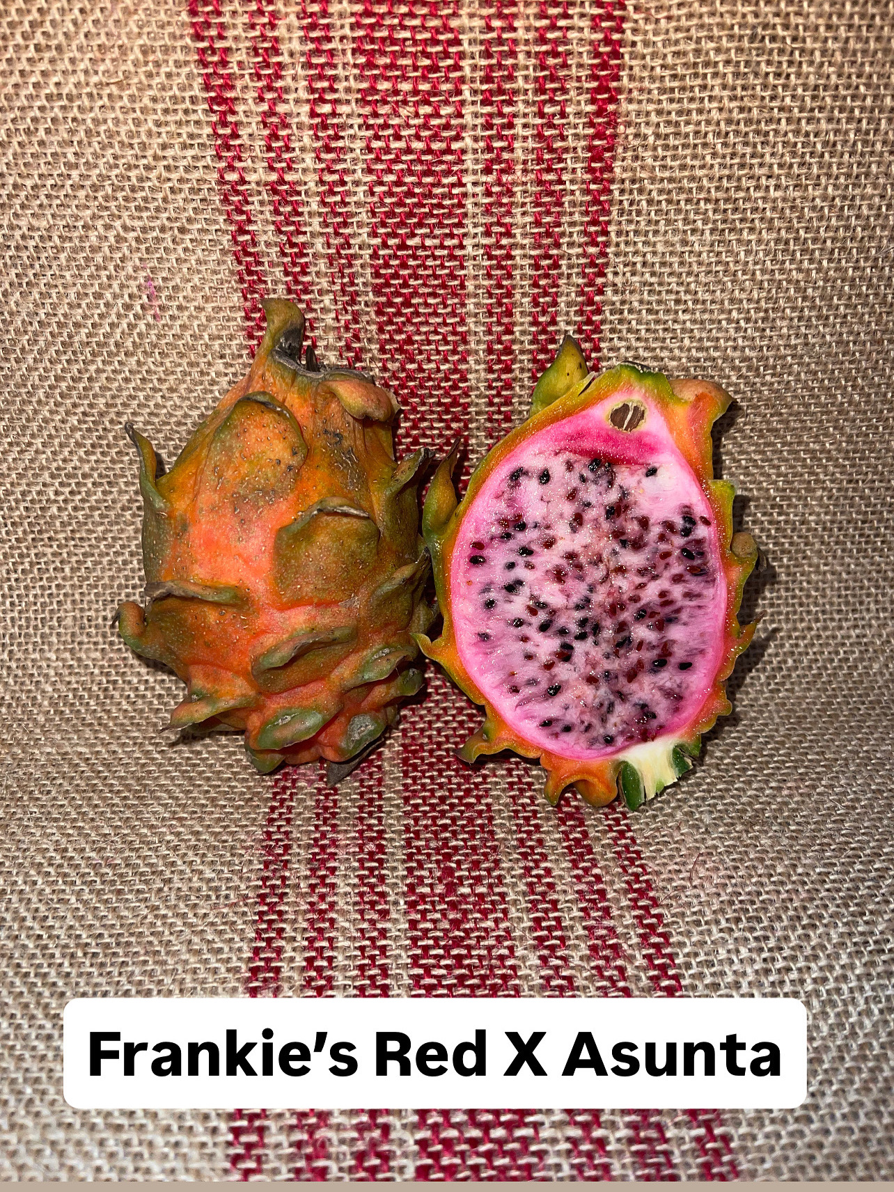 Frankie’s Red X Asunta