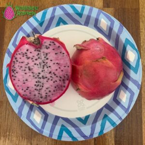 Delight Dragon Fruit Pitaya Pitahaya