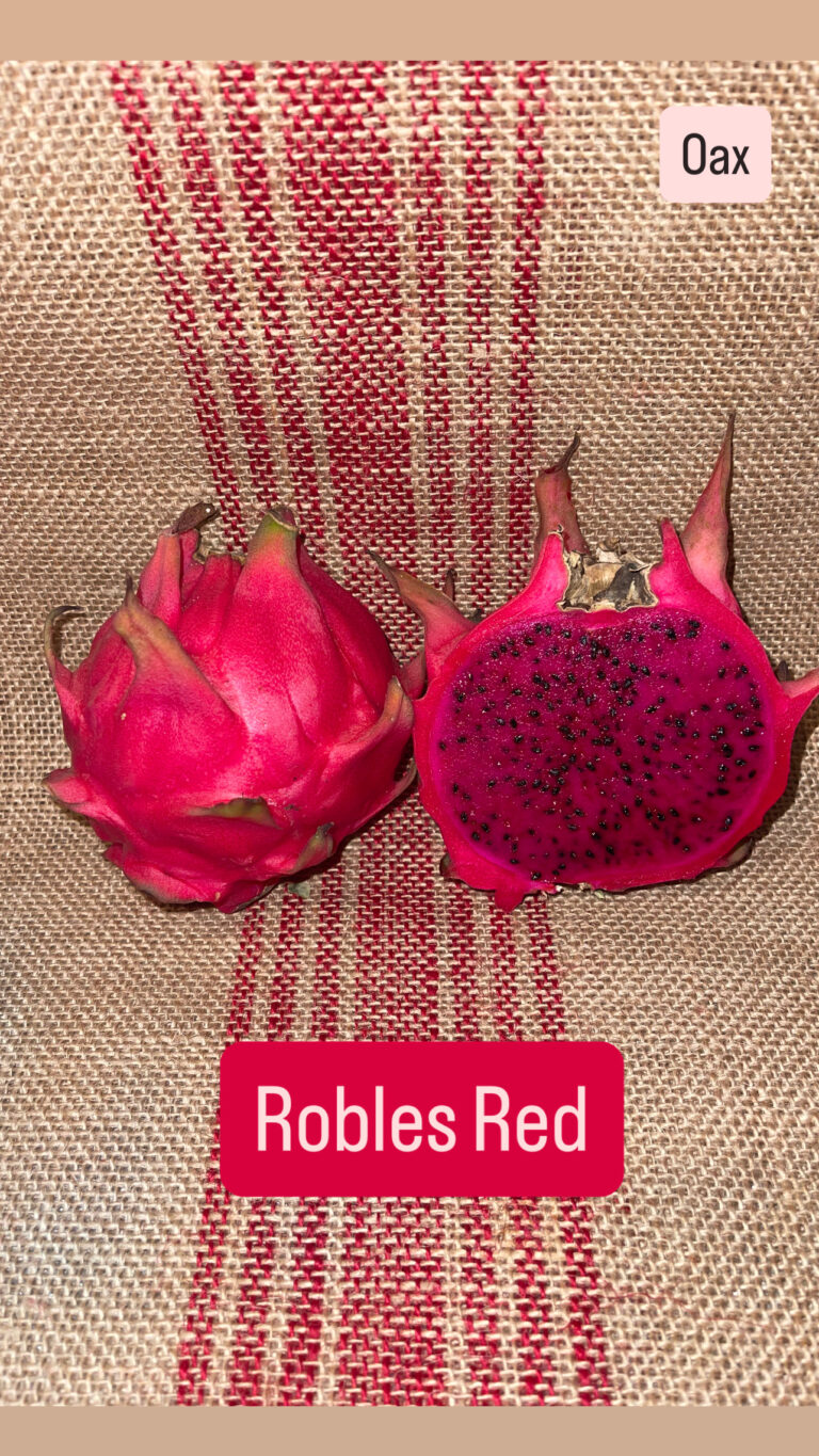 Robles red — rooted dragon fruit cutting from Oax Dragon Fruit Farm