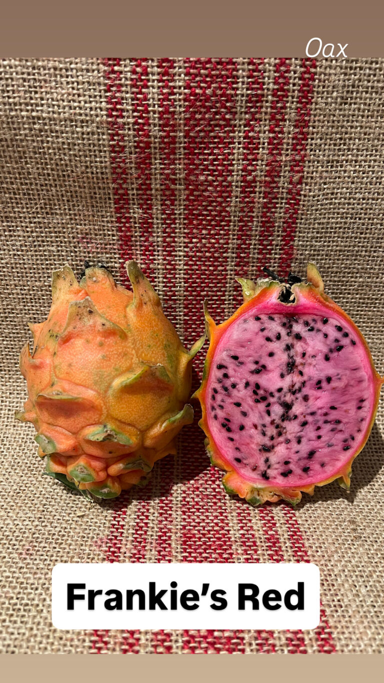 Frankie’s Red — rooted dragon fruit cutting from Oax Dragon Fruit Farm