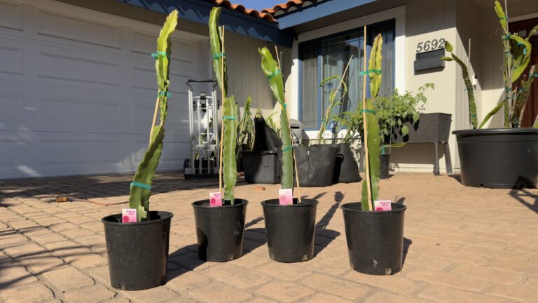 Dark Star Premium Rooted Dragon Fruit Plants from My Dragon Plug, photo 2