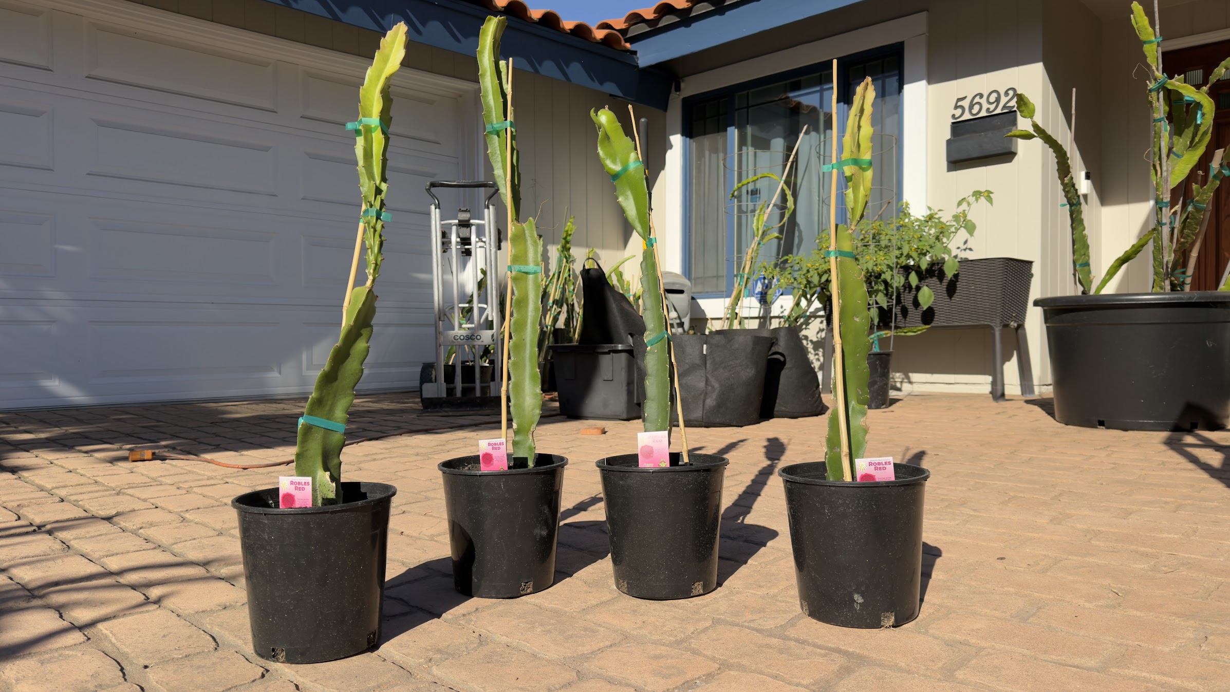 Robles Red Premium Rooted Dragon Fruit Plant