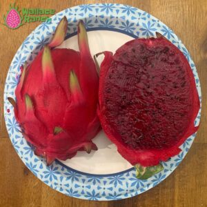 Lisa Dragon Fruit Pitaya Pitahaya