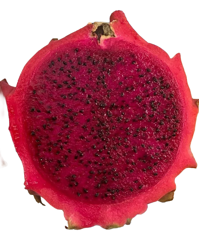 Robles Red Premium Rooted Dragon Fruit Plant - Image 2