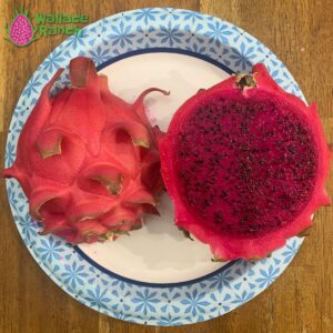 Robles Red Dragon Fruit Pitaya Pitahaya