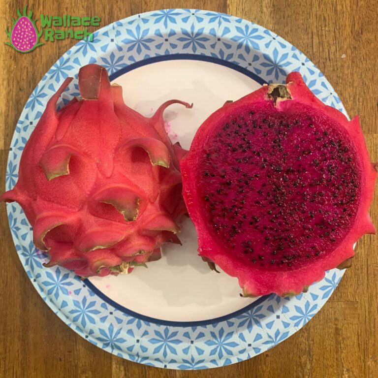 Robles Red Dragon Fruit Pitaya Pitahaya