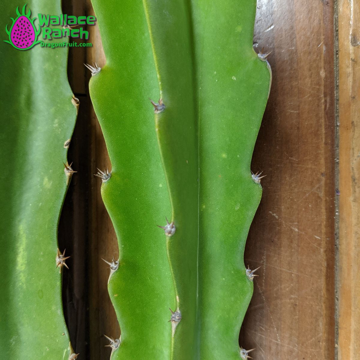 Robles Red Dragon Fruit