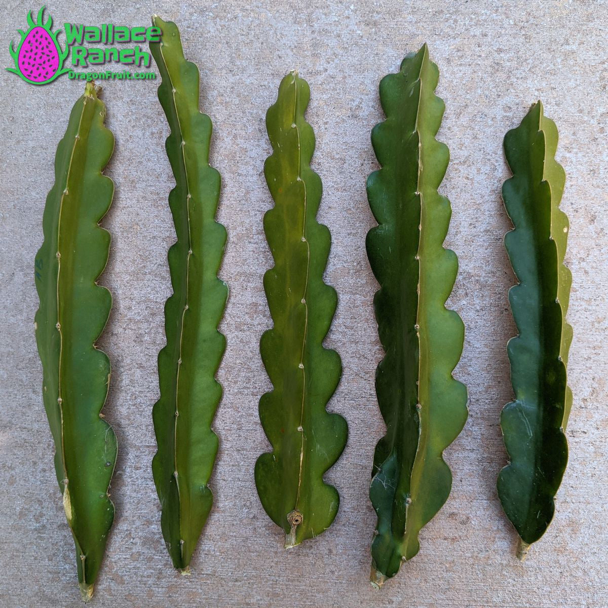 American Beauty Dragon Fruit