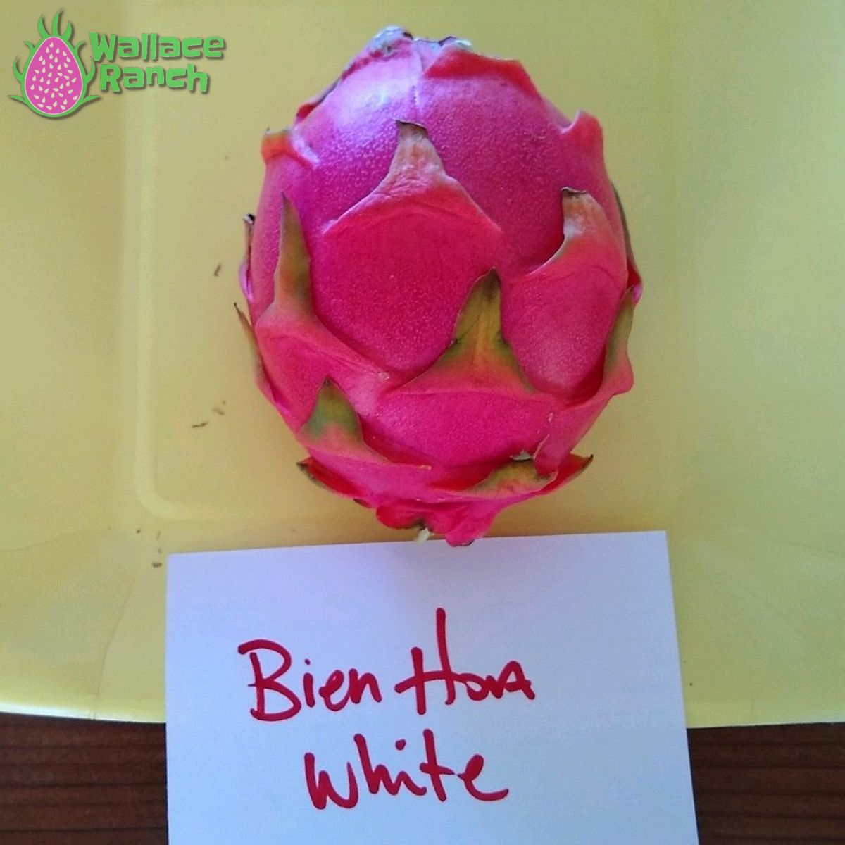 Bien Hoa Dragon Fruit Pitaya Pitahaya