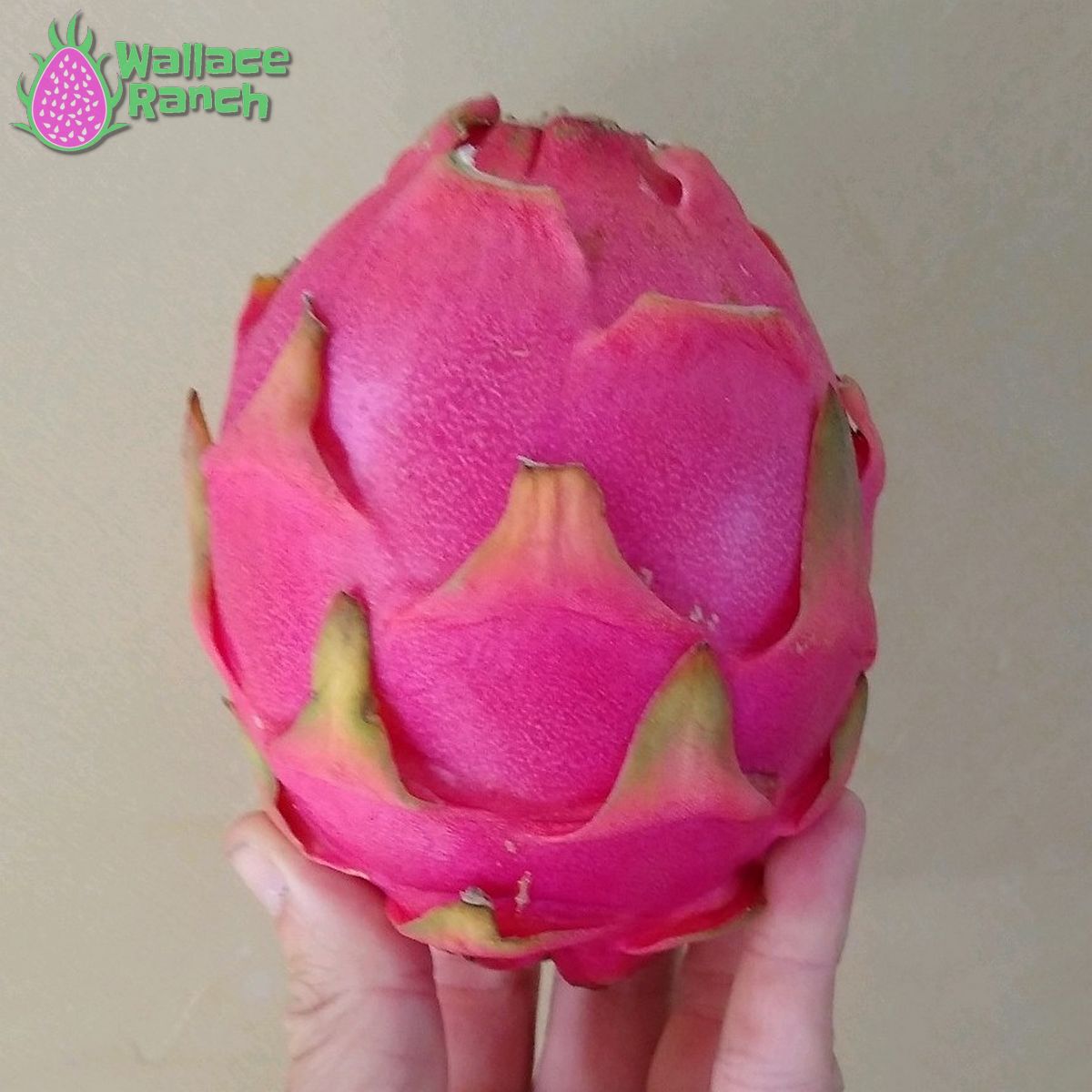 Bien Hoa Dragon Fruit Pitaya Pitahaya