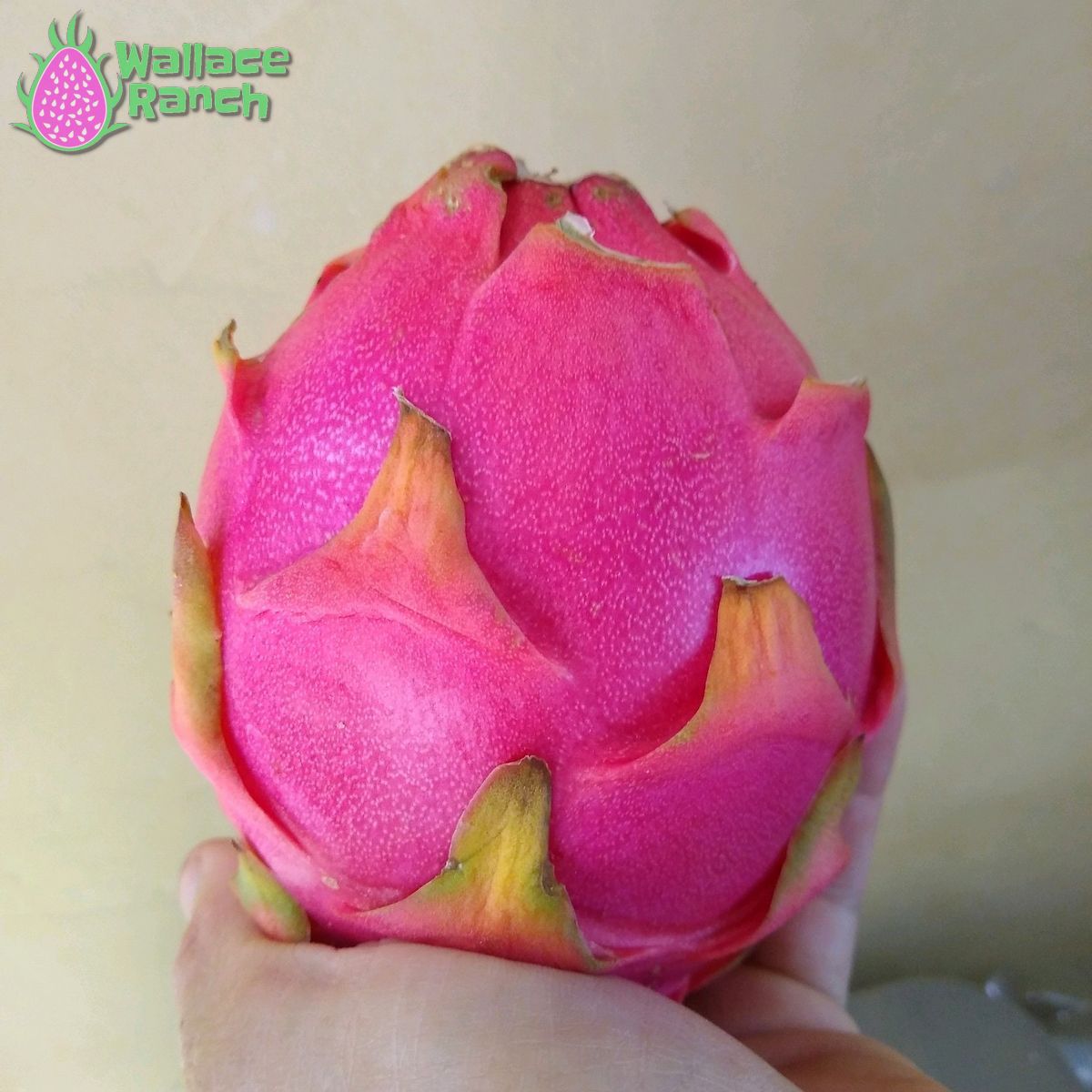 Bien Hoa Dragon Fruit Pitaya Pitahaya