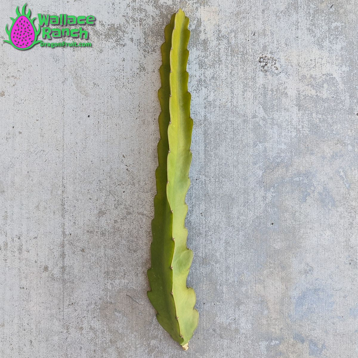 Bien Hoa Dragon Fruit Pitaya Pitahaya