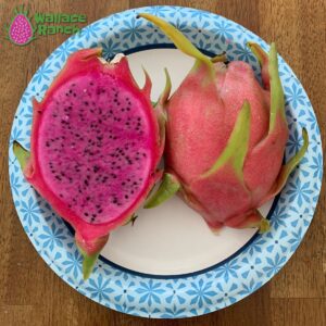 Dark Star Dragon Fruit Pitaya Pitahaya