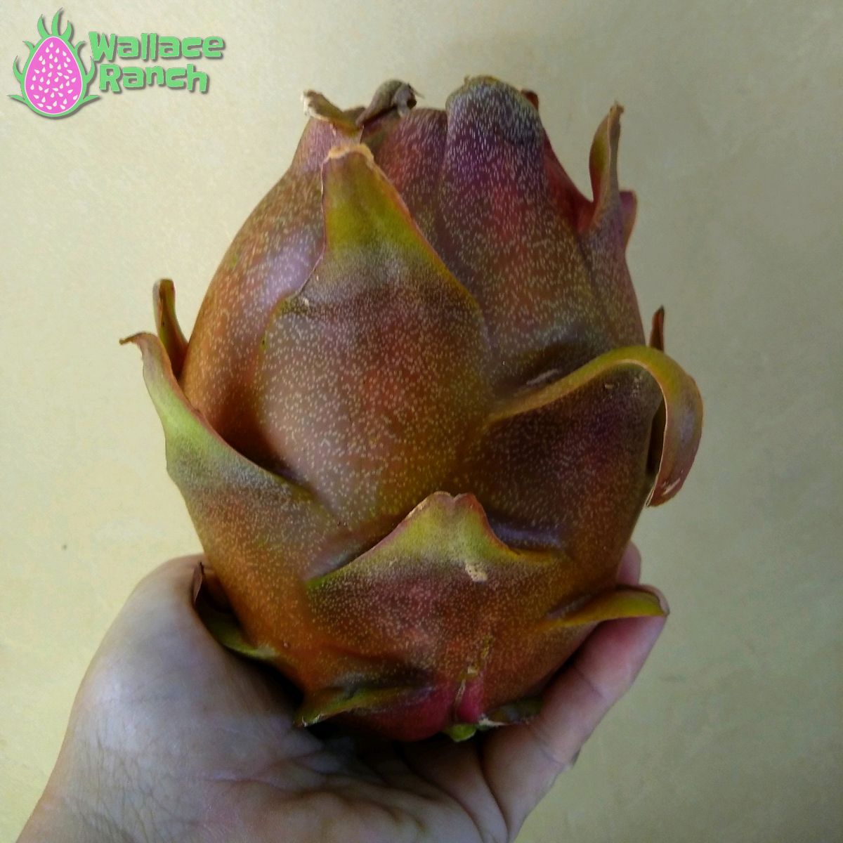 Dark Star Dragon Fruit Pitaya Pitahaya