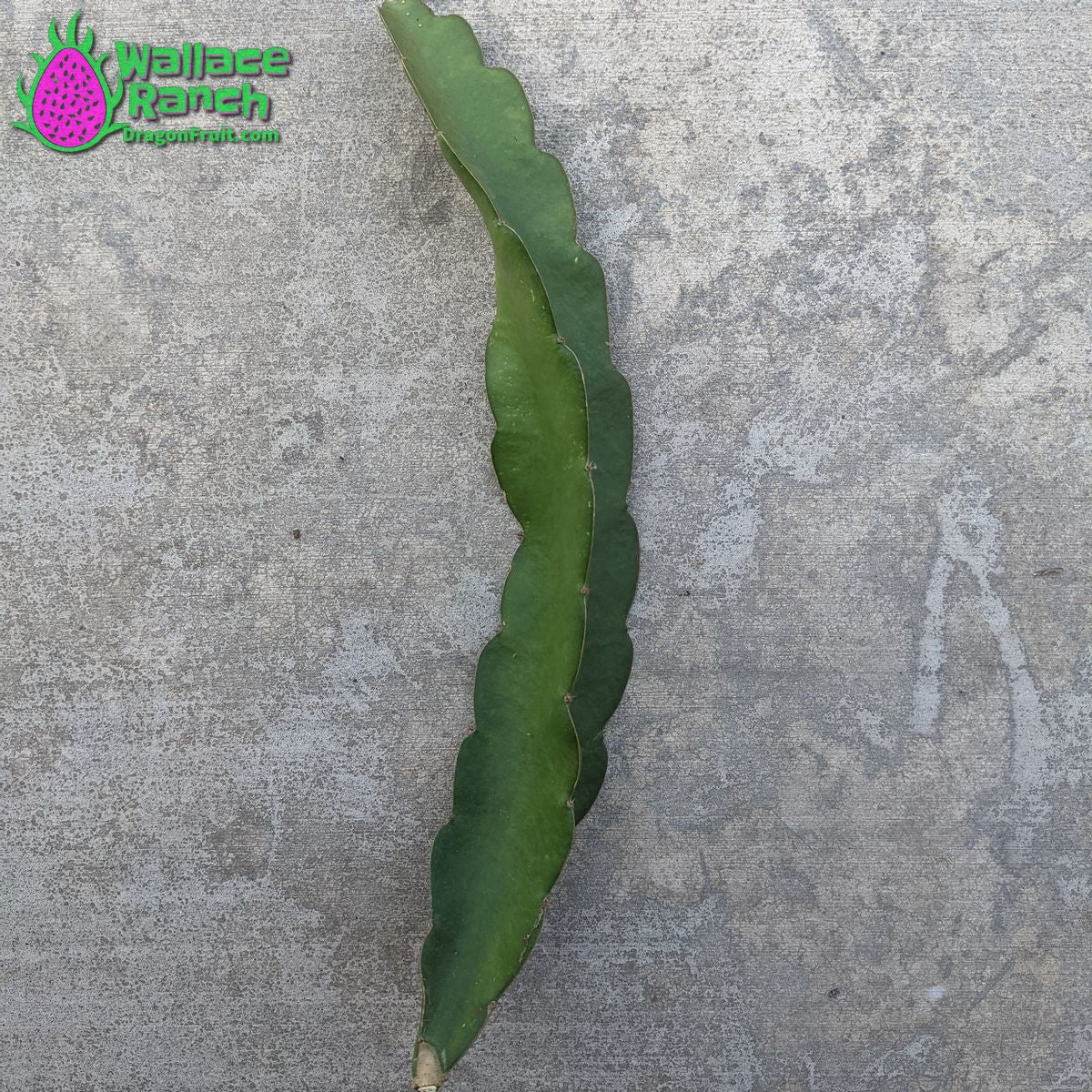 Dark Star Dragon Fruit