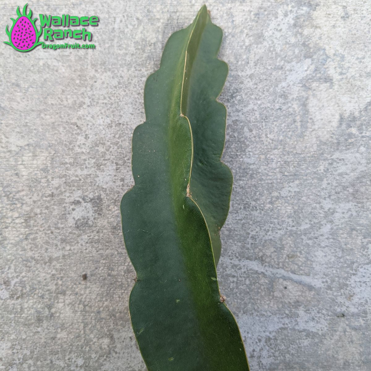 Dark Star Dragon Fruit