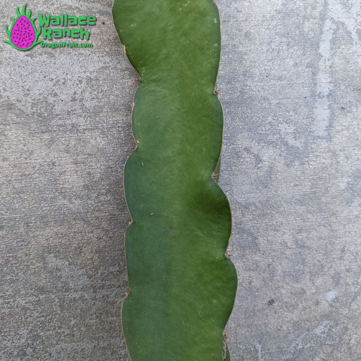 Dark Star Dragon Fruit