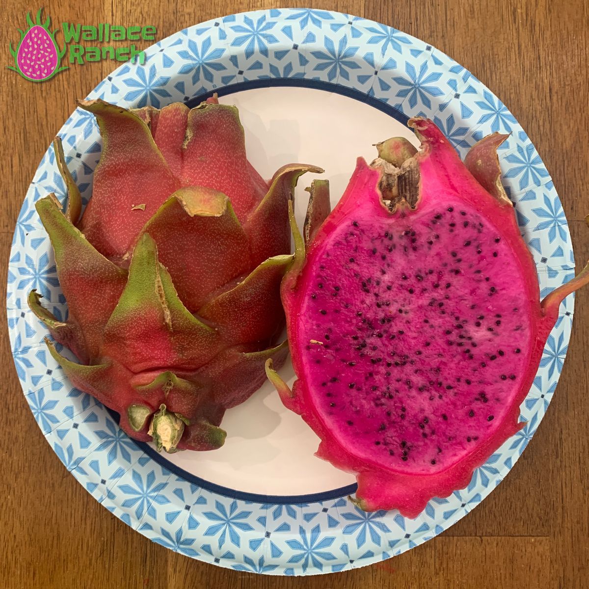 Halley's Comet Dragon Fruit Pitaya Pitahaya