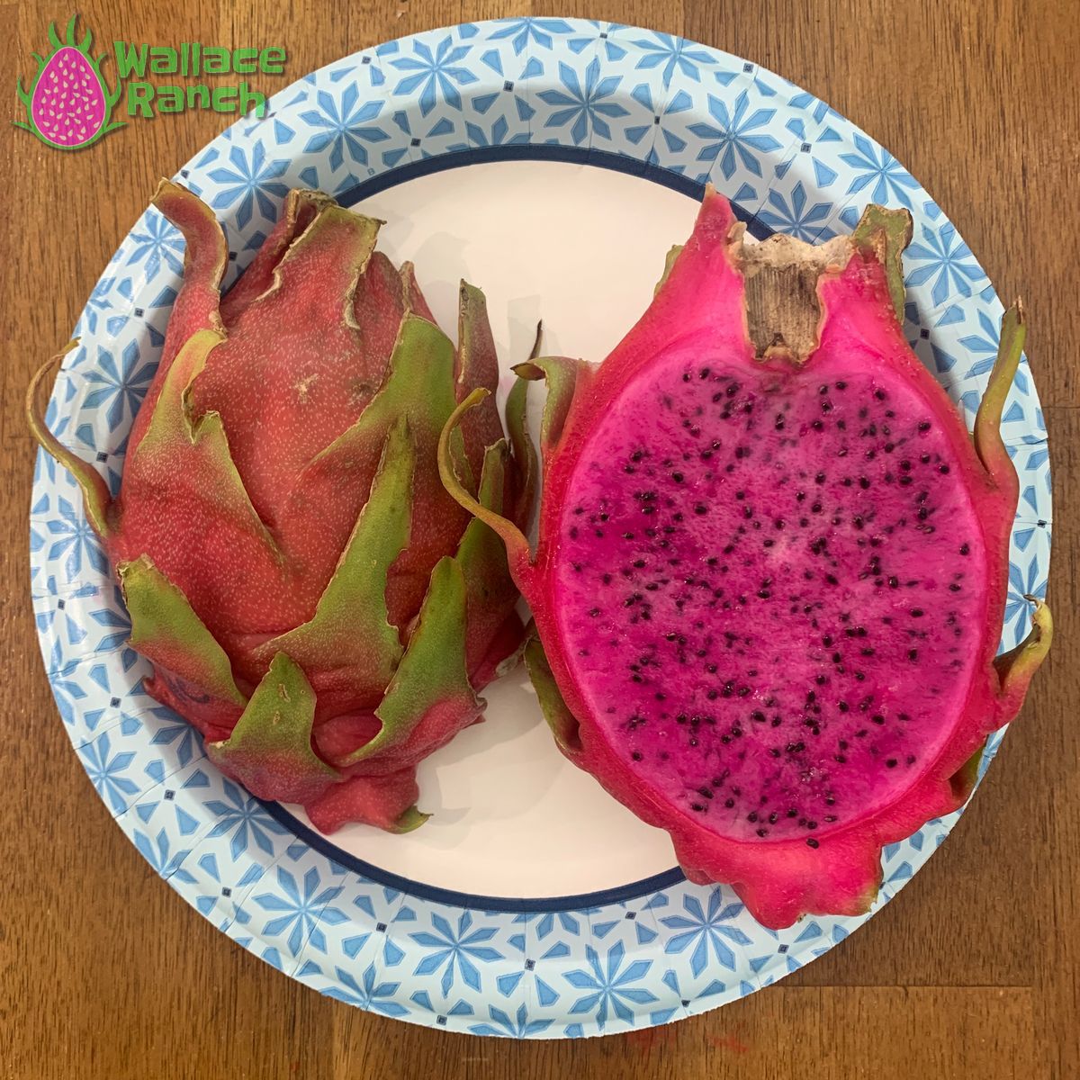 Halley's Comet Dragon Fruit Pitaya Pitahaya