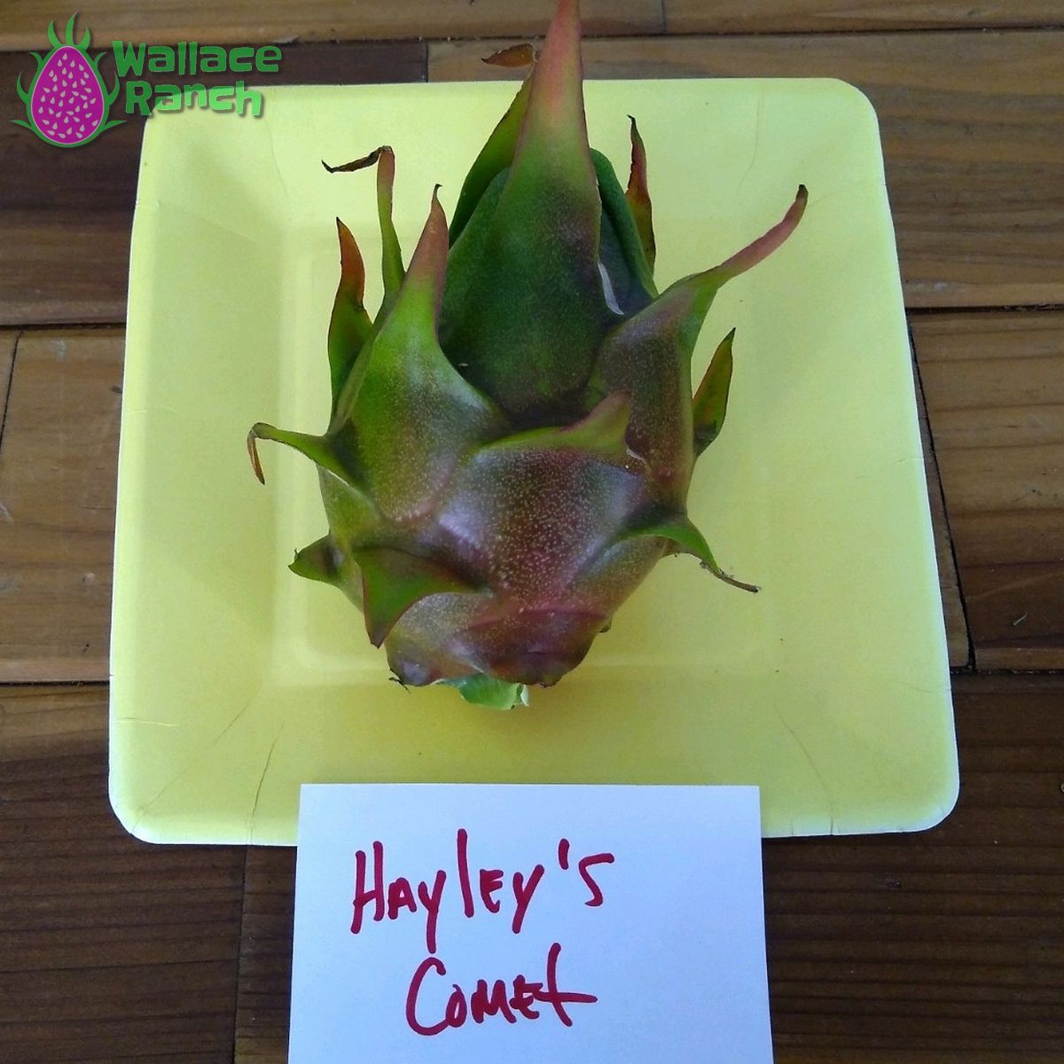 Halley's Comet Dragon Fruit Pitaya Pitahaya