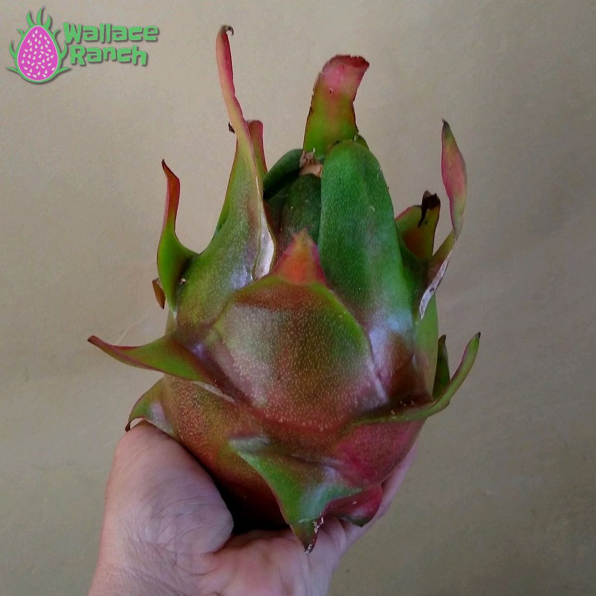 Halley's Comet Dragon Fruit Pitaya Pitahaya