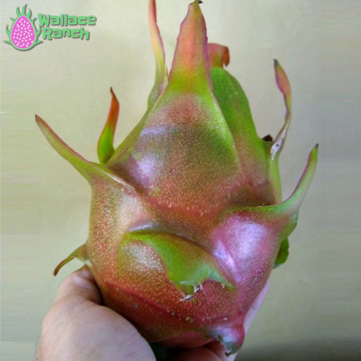 Halley's Comet Dragon Fruit Pitaya Pitahaya