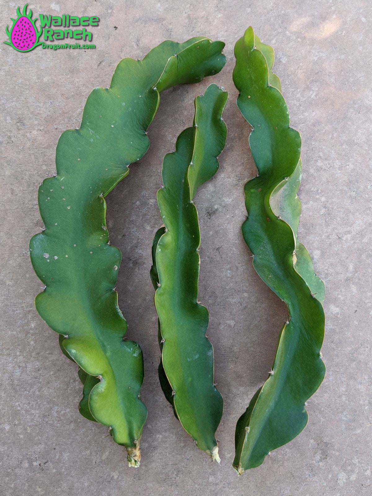 Halley's Comet Dragon Fruit