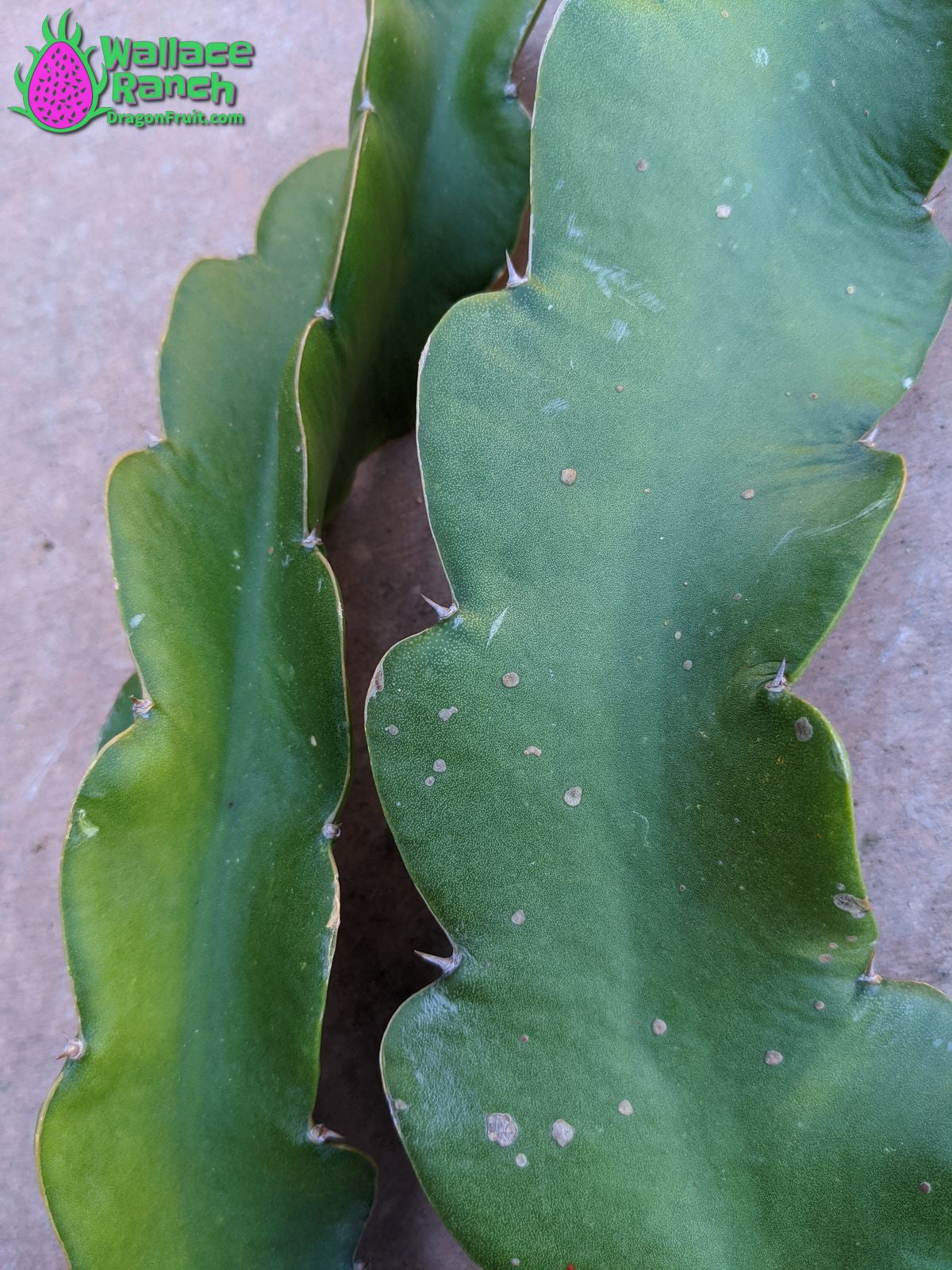 Halley's Comet Dragon Fruit