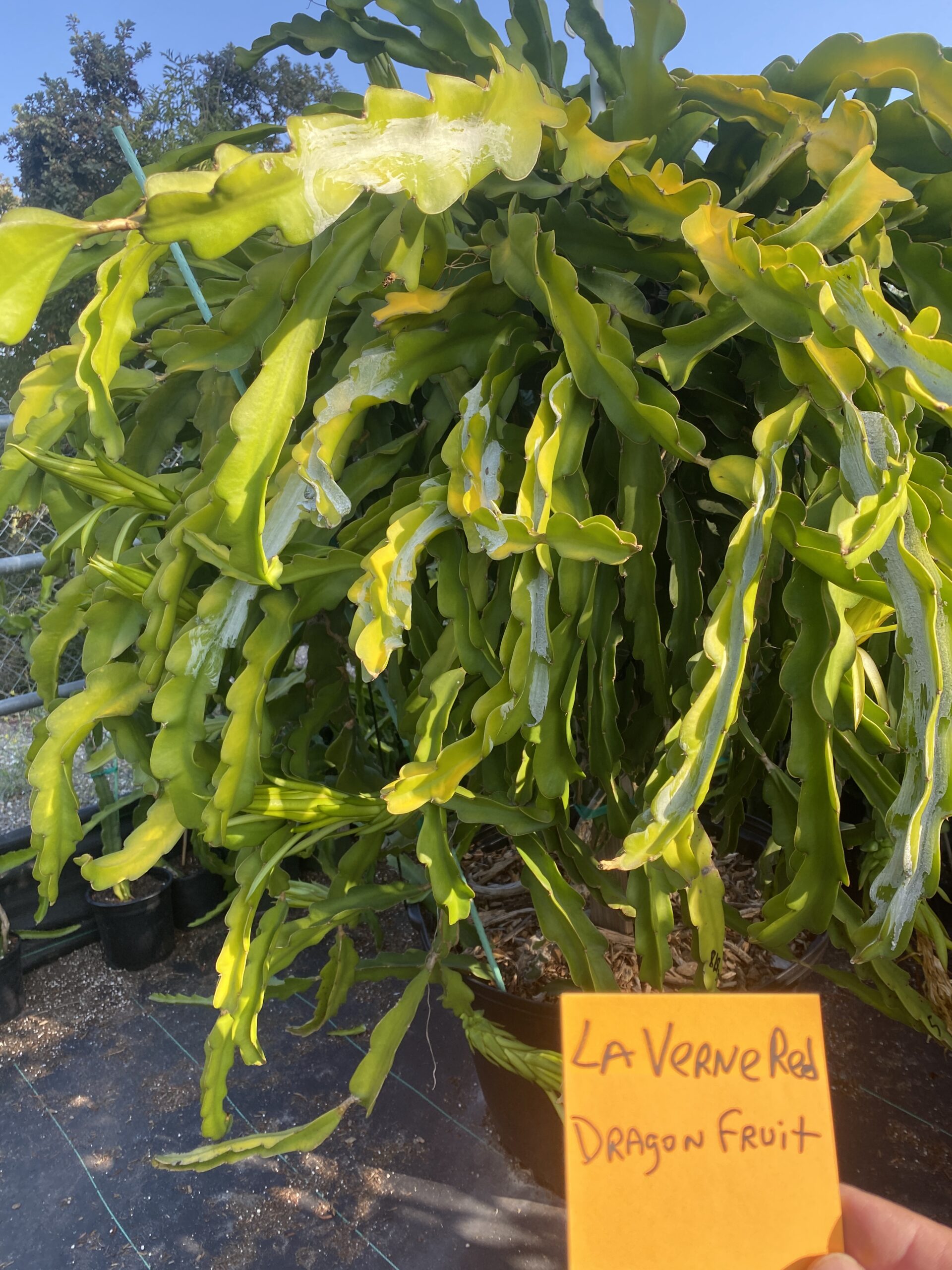 La Verne Red - Image 3