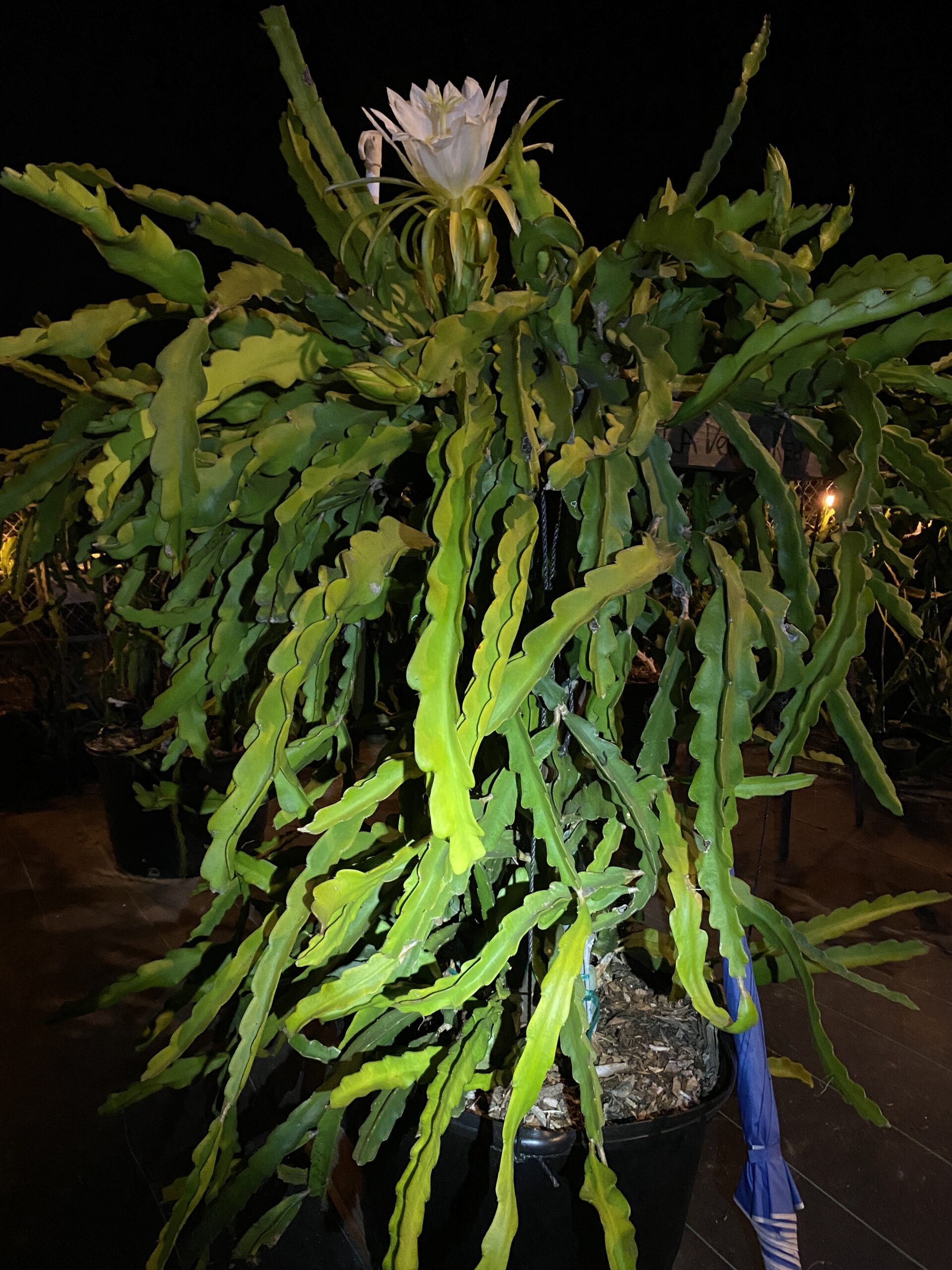 La Verne Red - Image 6