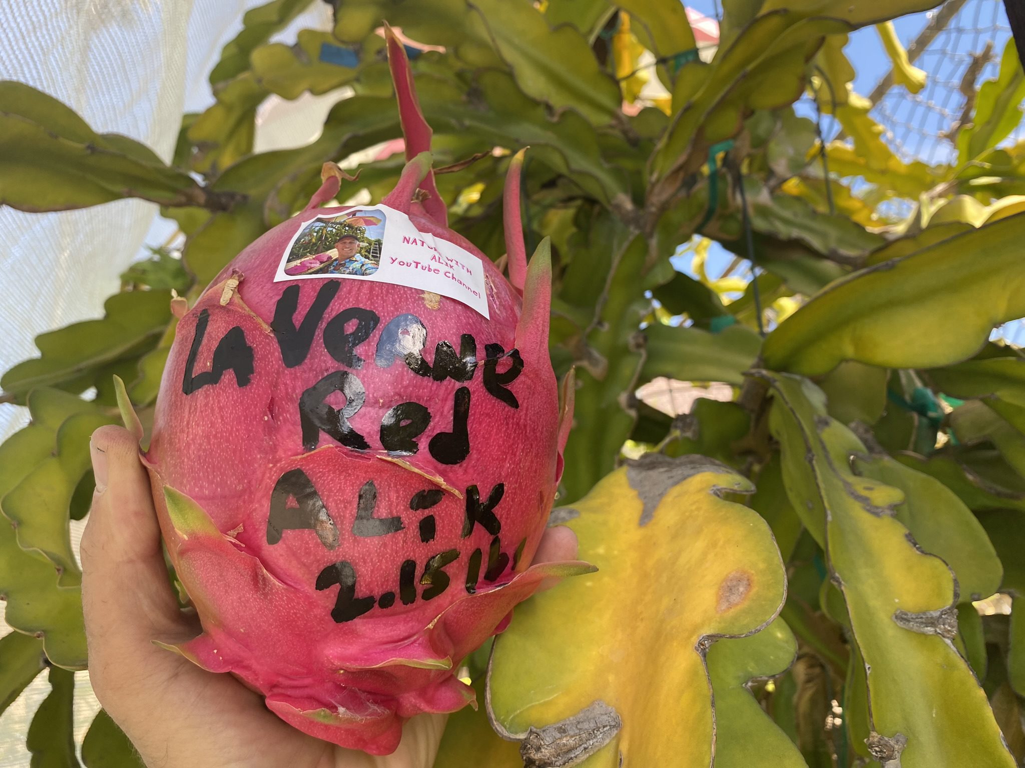 La Verne Red - Image 14