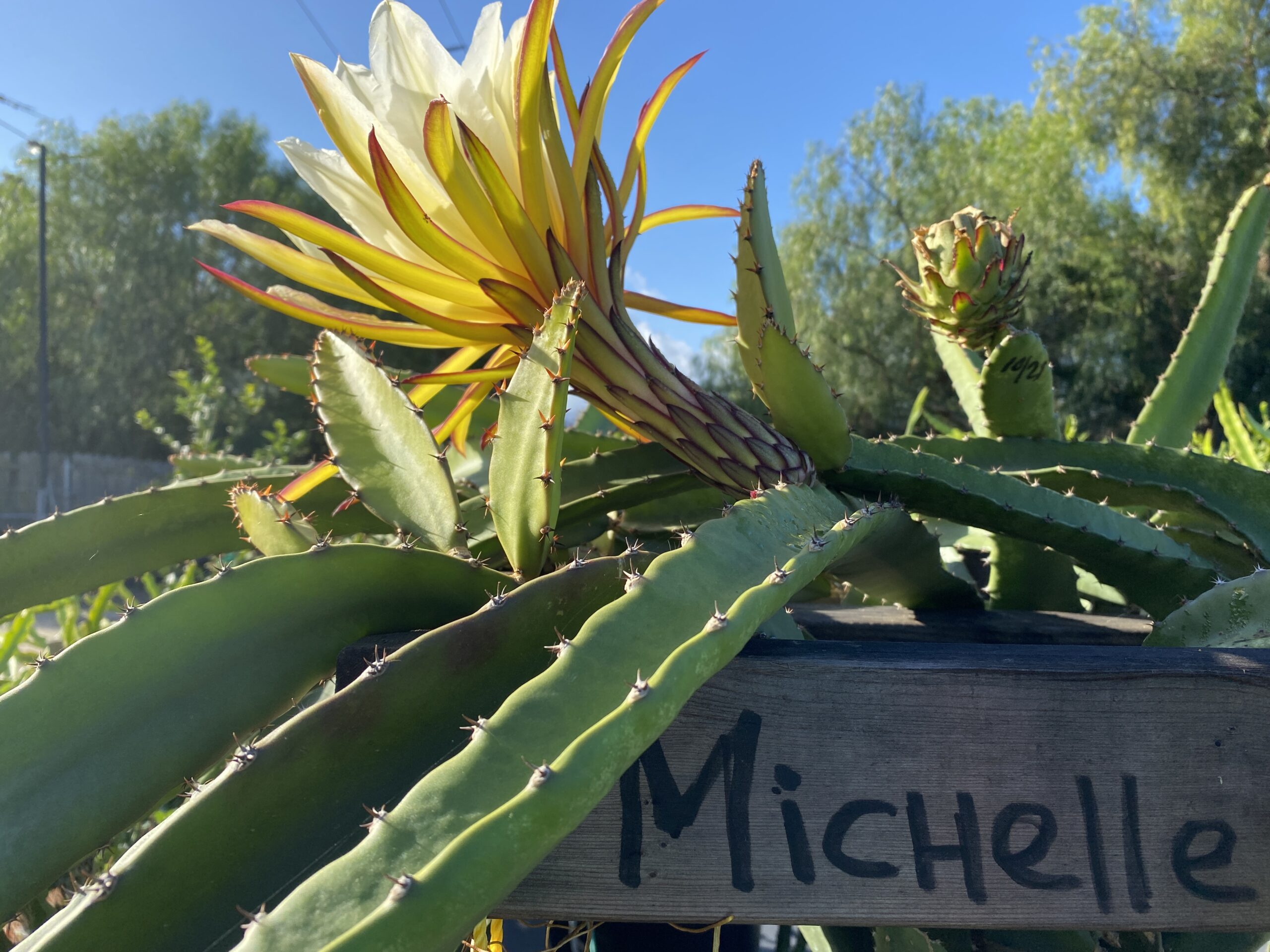 Michelle - Image 2