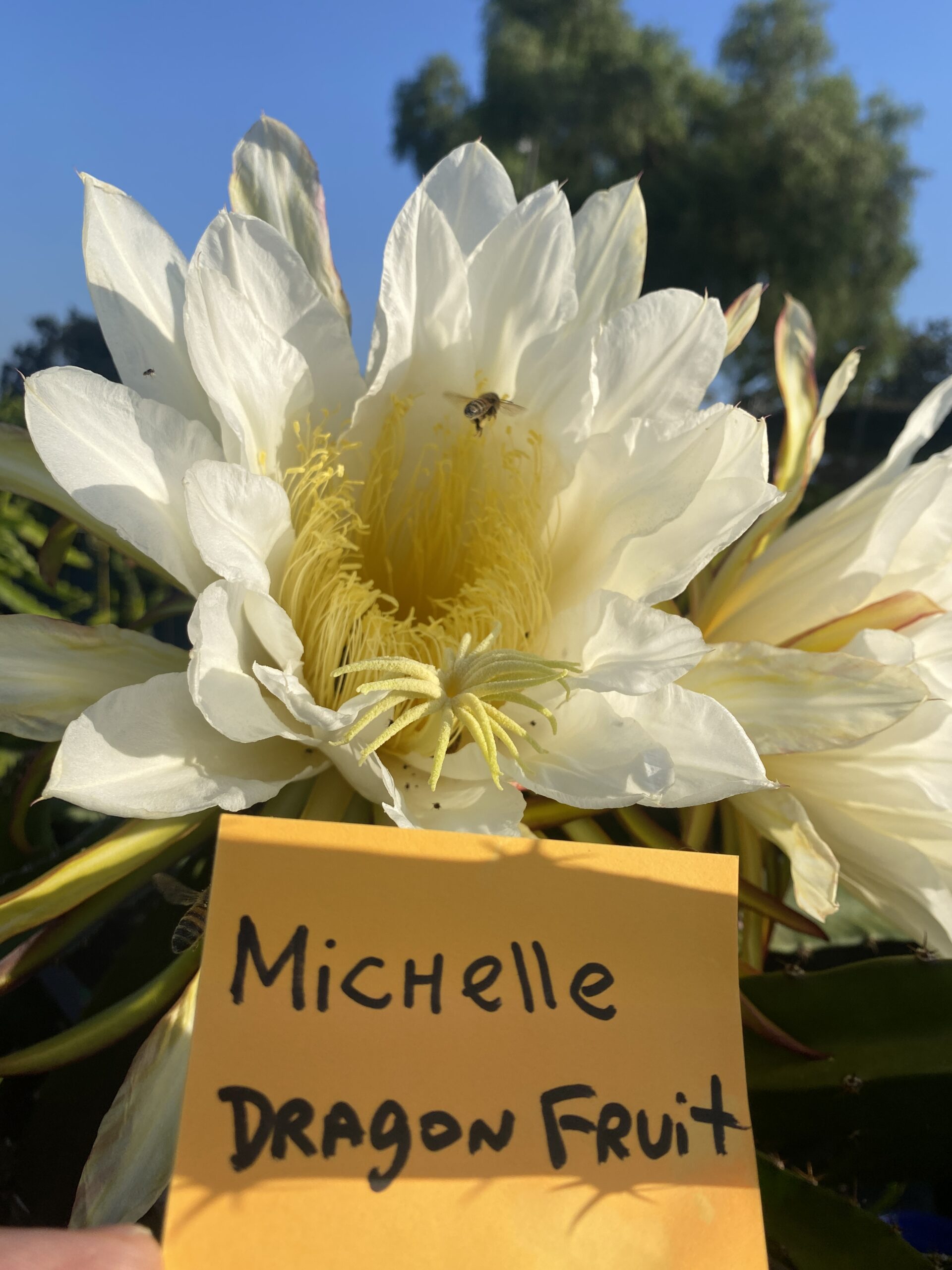 Michelle - Image 4