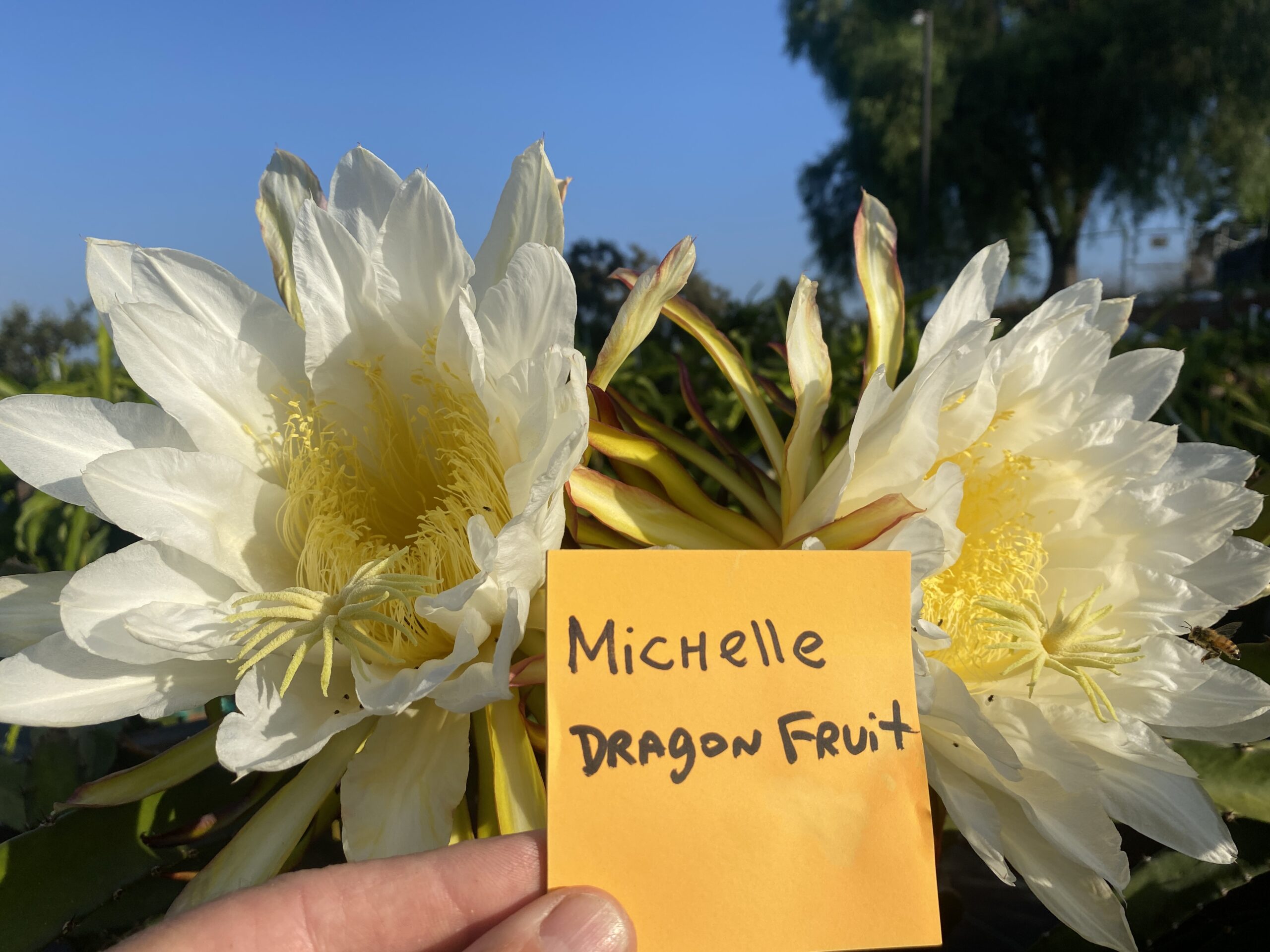 Michelle - Image 5